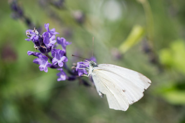 Fototapeta premium Motyl