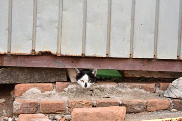 Gato de rua olhando por baixo do portão