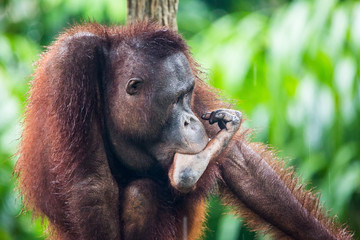 Portrait of young male bored thoughtful sad orangutan in wet rainy day sucking own finger . Sadness...