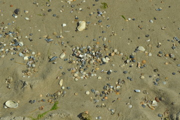 sand and shells