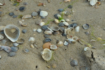 sea shells on the beach