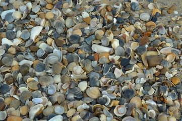 pebbles on the beach
