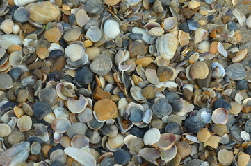 pebbles on the beach