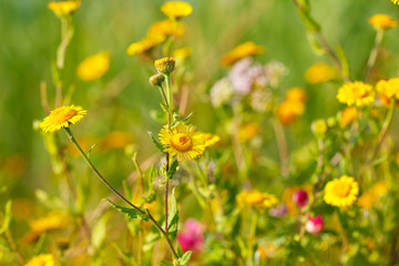 Blooming yellow flowers in meadow in summertime. Beautiful nature - wild yellow flowers in the grass.