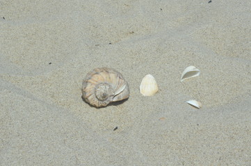 shell on the beach