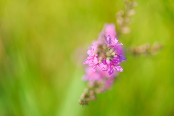Blooming violet flower in meadow in summertime. Beautiful nature - wild violet flower in the grass. Blurred background.