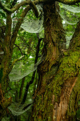 Madeira Island Levada Walk  irrigation channel aqueduct specific to the Portuguese Atlantic region