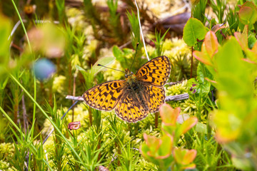 A silver-washed fritillary butterfly beautiful sitting on a plant, picture taken in Sweden region Dalarna