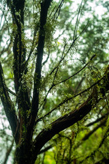 Madeira Island Levada Walk  irrigation channel aqueduct specific to the Portuguese Atlantic region