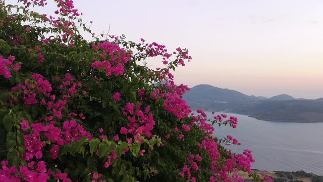 Red Bougainvillea flowers in Milos Island Greece