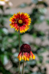 Gaillardia aristata red yellow flower in bloom, common blanketflower flowering plant, two flowers