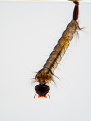 Mosquito larva resting under the surface of the water, breathing through its posterior siphon, 3/4 view