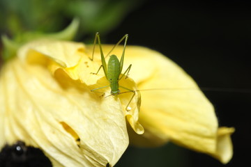 grasshopper on a flower