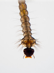 Mosquito larva resting under the surface of the water, breathing through its posterior siphon,close-up view of head