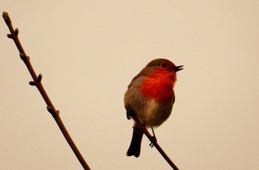 Robin bird sitting in a twig.