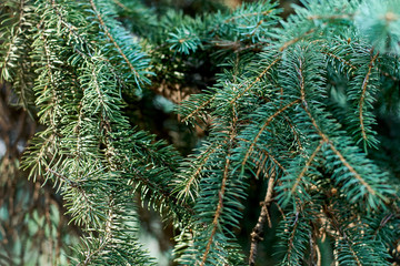 Fir trees close up. many branches. beautiful nature