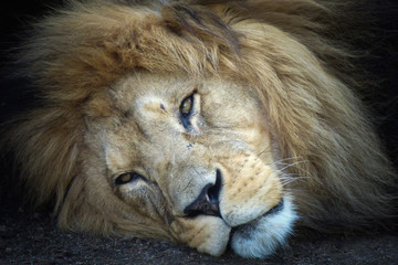 Naklejka premium Löwe