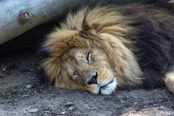 Naklejka premium Löwe