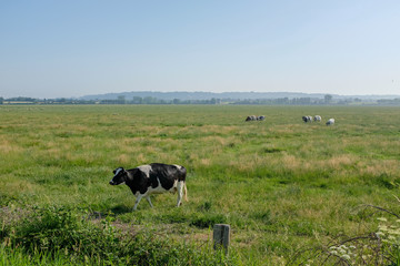 Cows in a field