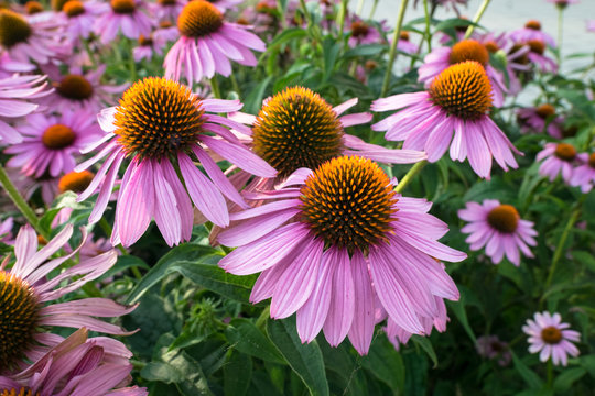 Echinacea flowers in a park