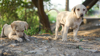 Two cute puppies playing together in the jungle