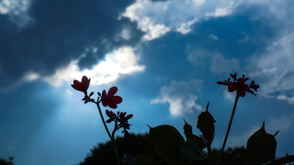 Dramatic silhouette of tiny flowers against dark blue sky.