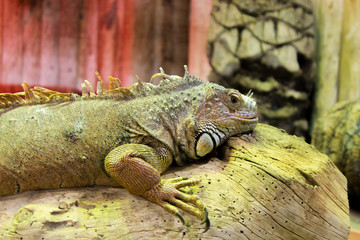 Pet iguana