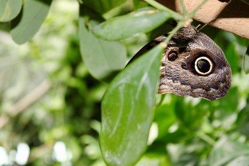 butterfly
