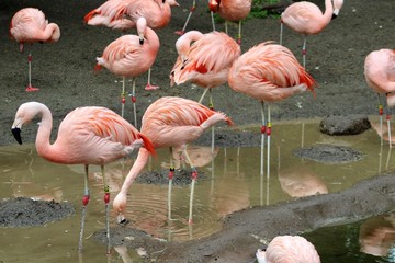 group of pink flamingos