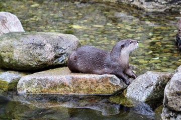 otter