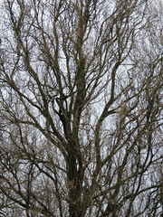 Leafless deciduous tree trunk and branches
