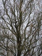 Leafless deciduous tree trunk and branches