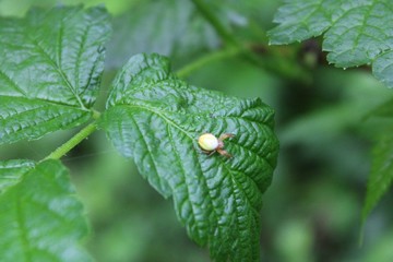Spider on leaf