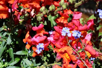 flowers in the garden