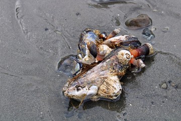 Shells on beach
