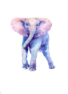 Watercolor drawing of a little baby elephant.	