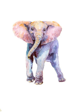 A young elephant is watching with curiosity. Watercolor.