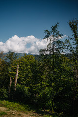 forest mountains clouds sky