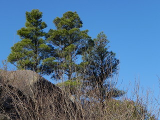 Obraz premium Forest