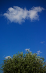 Olive tree with blue sky and single cloud