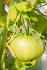 Green tomatoes hanging on a branch ripen in a greenhouse