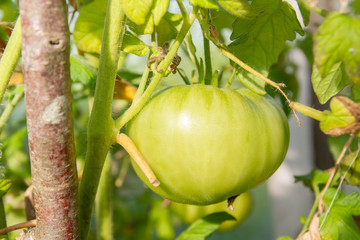 Green tomatoes hanging on a branch ripen in a greenhouse