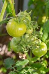 Green tomatoes hanging on a branch ripen in a greenhouse