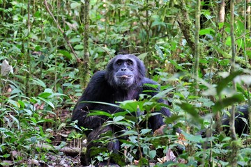 Lustiger Schimpanse im Kibale Forest Nationalpark