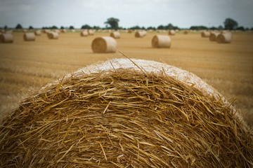 Round hay bales in an English field