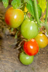 Colorful tomatoes hang on a branch and ripens in a greenhouse