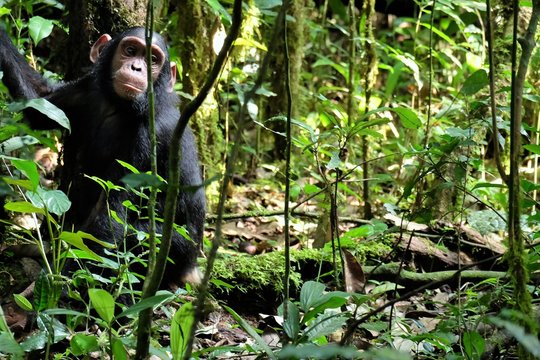 Schimpanse im Kibale Forest Nationalpark schaut Richtung Kamera