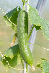 Mature cucumbers in the greenhouse hanging on a branch