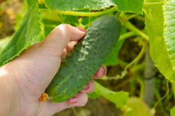 Woman's hand removes a cucumber from a branch in the greenhouse