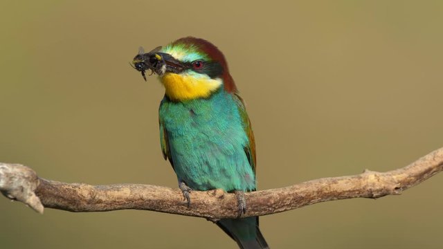 European bee-eater with a prey